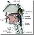 Coupe_appareil_phonatoire 2.jpg